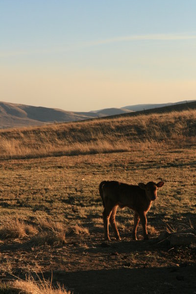Calf on the farm