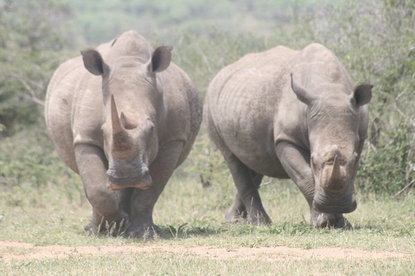 Rhino at Umfolozi