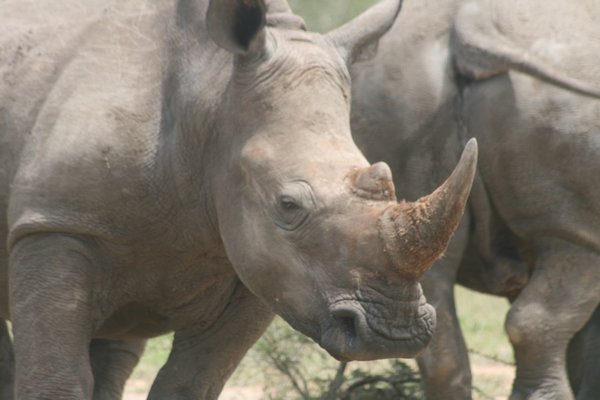 Lots of Rhino!