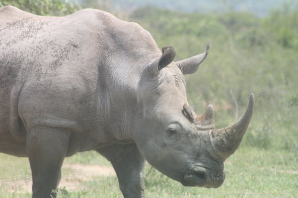 This rhino had a battle wound on his head