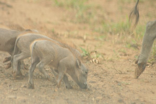 Four baby warthogs