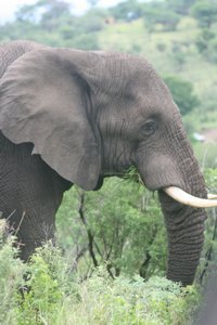 Elephant having some lunch