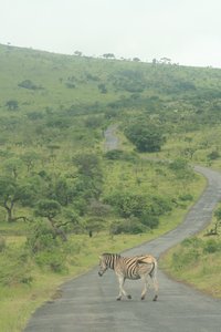 Zebra on the rd out