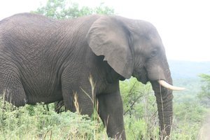 Elephant close to the reserve gate