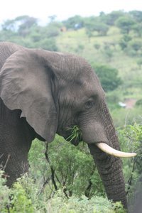 Huge Elephant