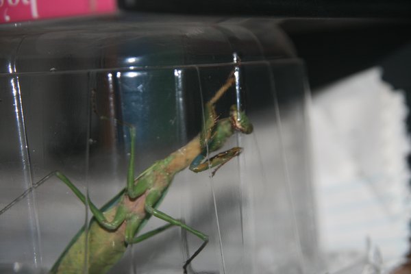 Caught a very aggresive praying mantis in a fruit container