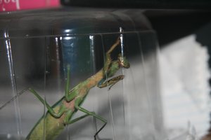 Caught a very aggresive praying mantis in a fruit container