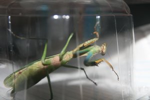 My friend the praying mantis