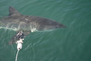 Great White from my friends cage diving trip