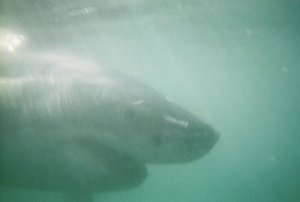 Great White from my friends cage diving trip