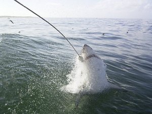 Great White breaching from my friends cage diving trip
