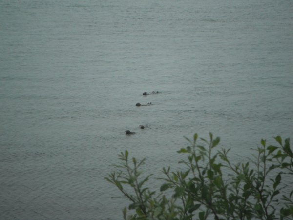 Some seals hanging out in Seward