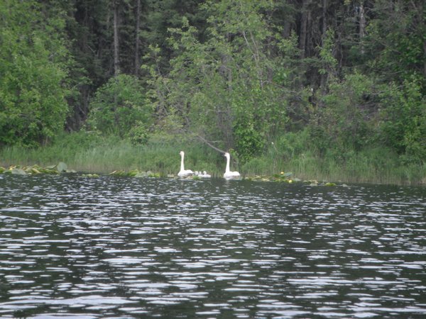 Swans on the Swan lakes