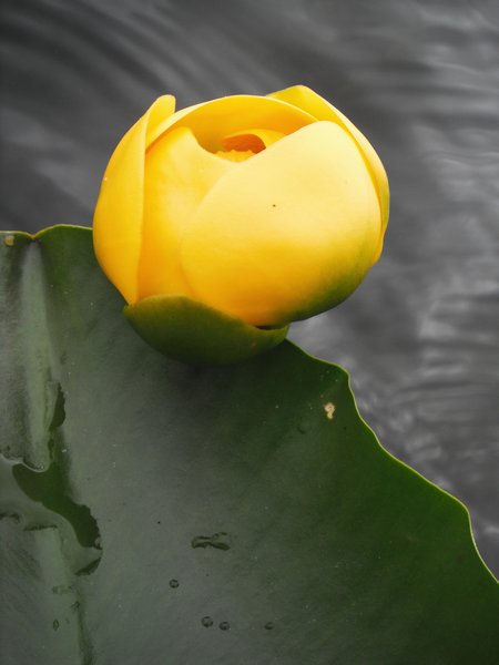I love the water lily flowers