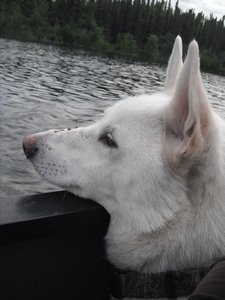 Brody relaxing on his canoe ride