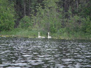 Swans on the Swan lakes