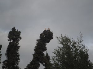 Bald Eagles on the Swan Lakes