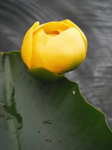 I love the water lily flowers