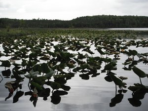 Swan Lakes