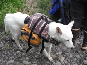 Brody on his portage with both his pack and his life vest