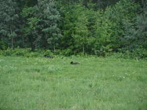 1st time Ive seen bear cubs