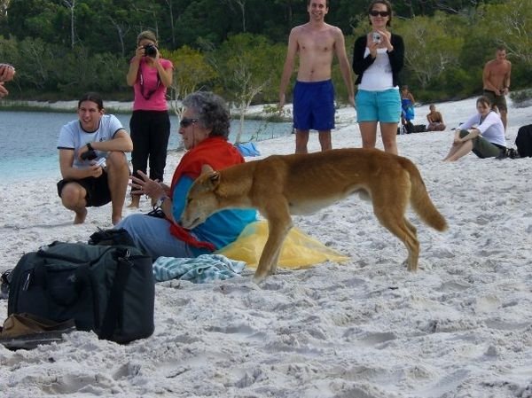 Dingo stealing food on the beach!
