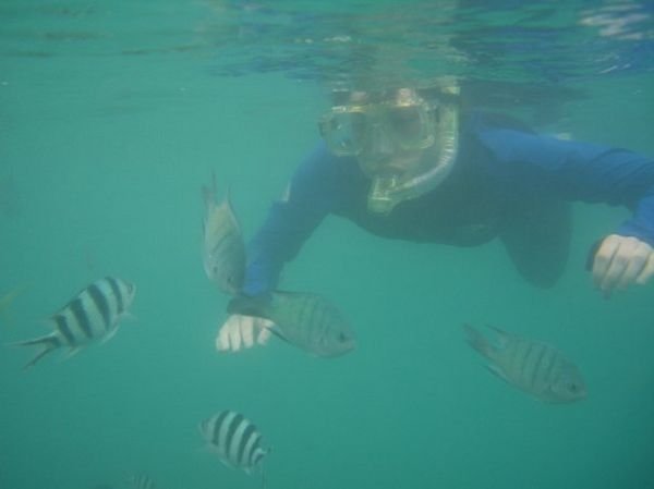 Snorkling in the Great Barrier Reef