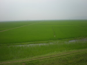 rice greenery near Vihn