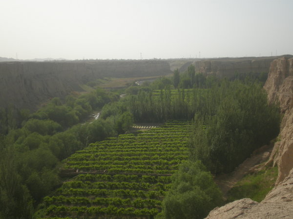 View of oasis from Jiaohe