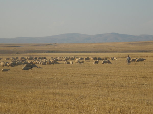 Shepherd tends to his flock