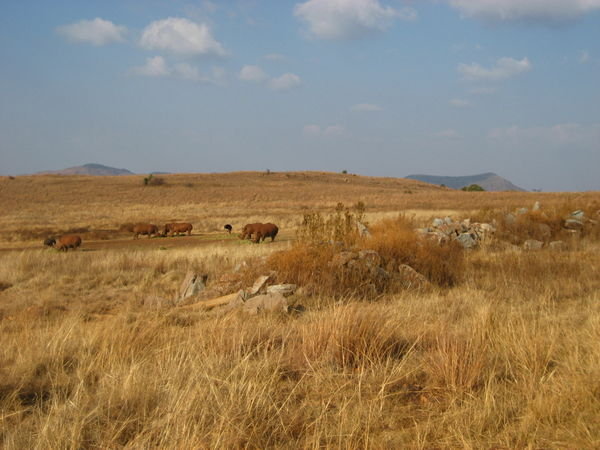 Rhinos in the Lion & Rhino Wildlife Reserve, Krugersdorf
