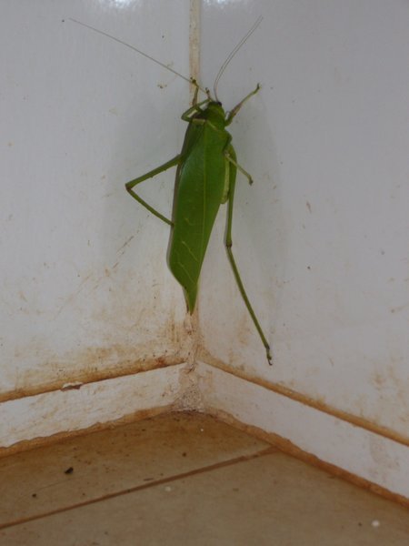 A rather large green insect in our kitchen