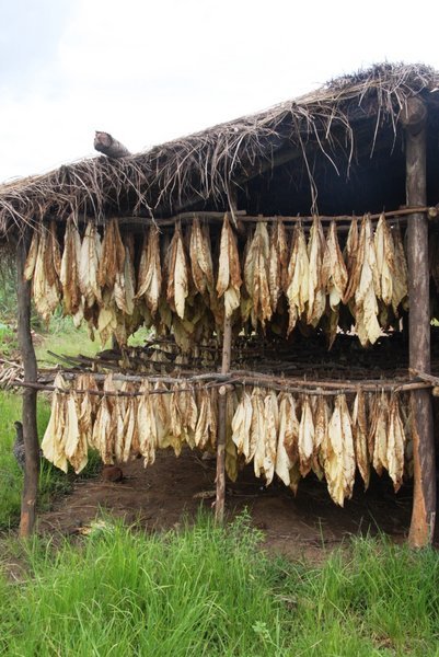 Drying tobacco