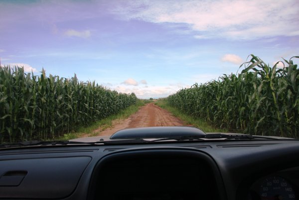 Fields of maize