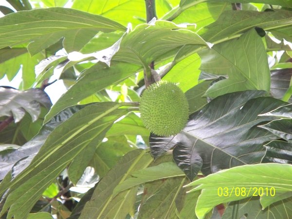 Breadfruit1