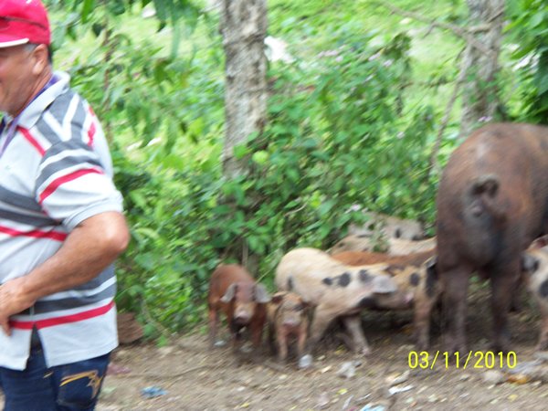 Pig Farmer along the way