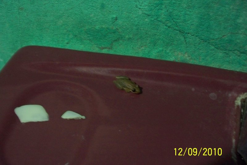 Little Frog Ometepe