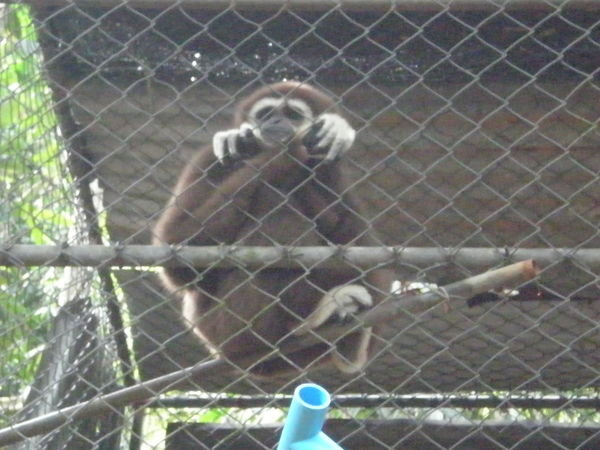 Gibbon!