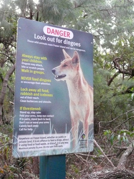 a dingo ate your baby