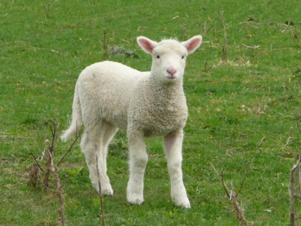 Lamby the Sheep