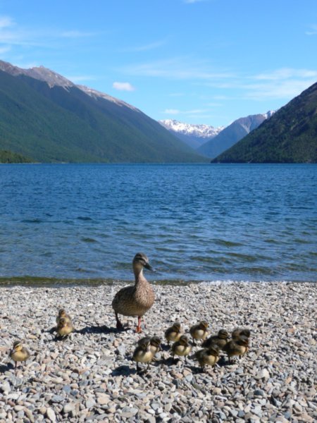 Mum and Ducklings