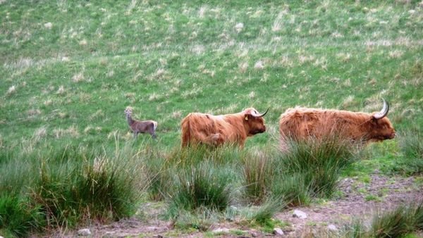 Highland cows and deer