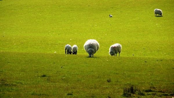 Sheep, Islay