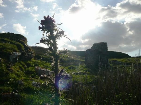 Thistle and ruin, Islay
