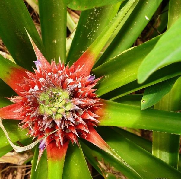 Pineapple flower
