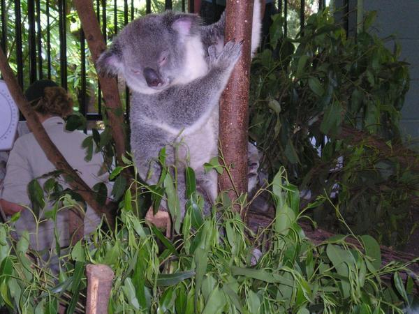 Koala at Steve Irwin's place