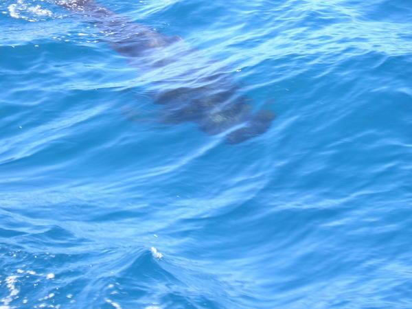 Pilot whale right beside us