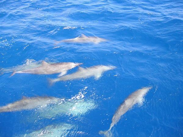 A pod of Dolphins off the bow