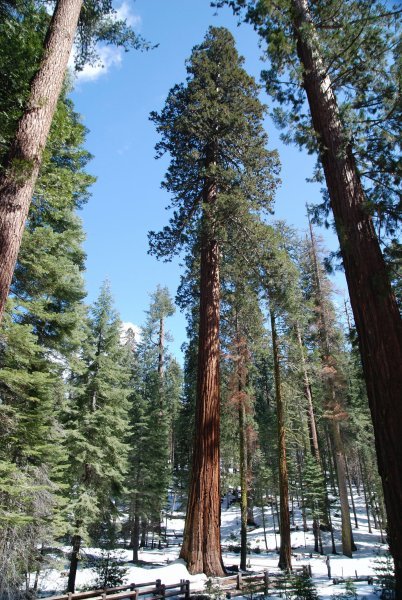 GiantSequoias
