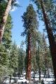 GiantSequoias